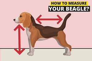 How to Measure a Beagle's Height (in 5 Steps) - Beagle Care