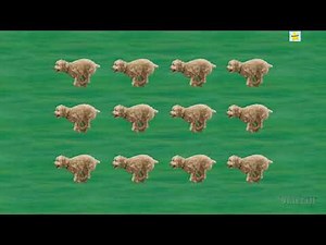 Starfall - Three Times Song