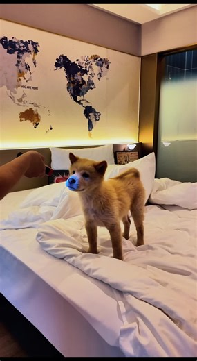 Effective Device to Stop Dogs from Barking
