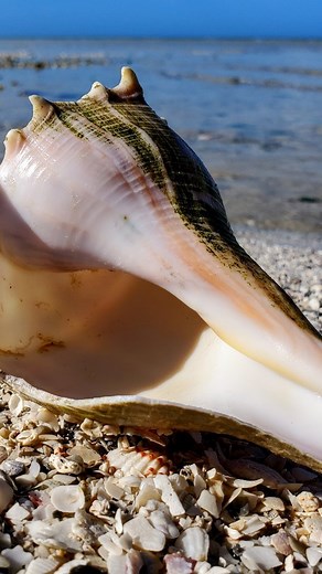34K views · 162 reactions | How did I know this shell would be empty?...