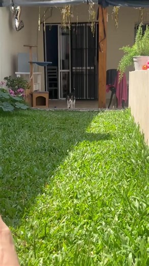 Moto Moto: El Carismático Personaje de Madagascar