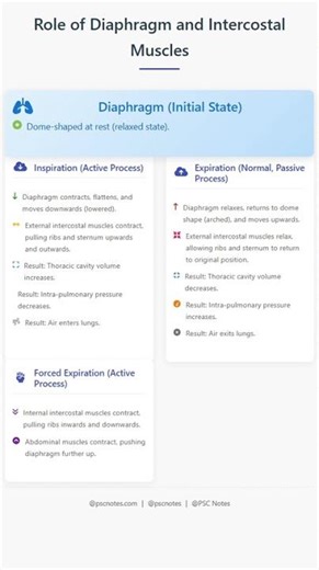 Role of Diaphragm and Intercostal Muscles
