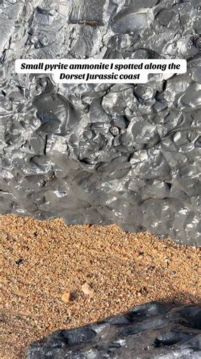 Lovely little pyrite ammonite exposed by the waves Charmouth Beach Dorset