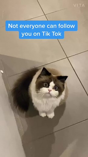 Adorable Baby Cats Playing with Baby Humans