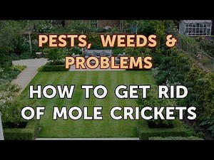 How to Get Rid of Mole Crickets