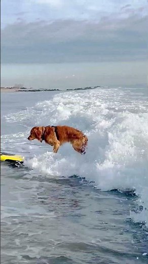 Dog Rides the Waves on a Surfboard Adventure