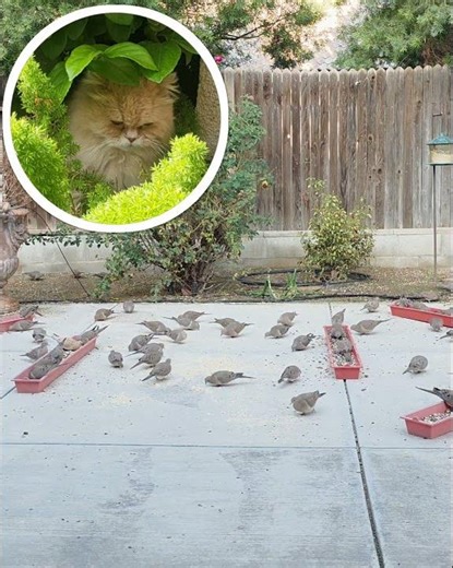 A typical day the the Bakersfield Bird Sanctuary