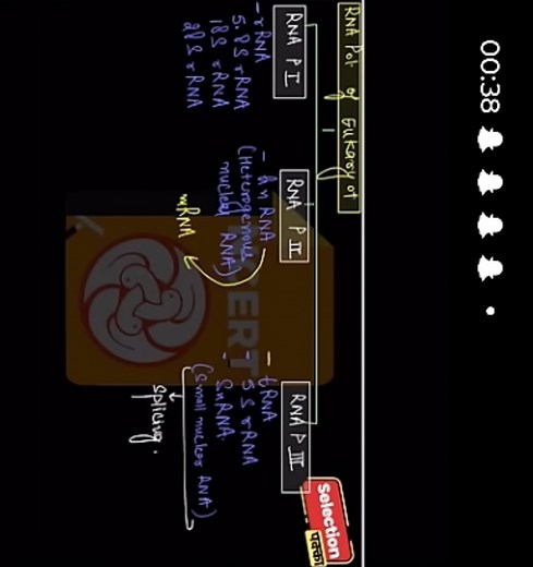 Explain the function of RNA polymerase I, II, and III in eukary... | Filo