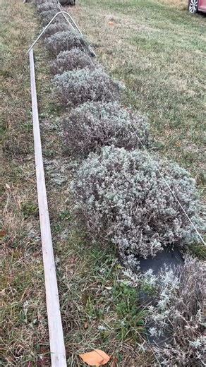 💜 Preparing the Lavender for Winter in Vermont 💜 Today, two young friends from neighboring Danville, Vermont joined us on the farm to help tuck our lavender in for its long winter nap. Together, we spent the day covering each row with heavy-duty winter blankets — a time-consuming but essential job when you live in northeastern Vermont, where lows are now dipping in the 20’s and extreme February temperatures can reach 50 below zero! 🥶 Snow is already dusting the nearby mountains, a sure sign i