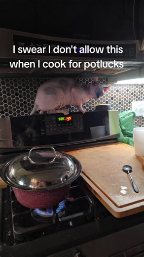 #balls #sphynx #cooking #hairlesscat #SmoothCountryCattery kittens available