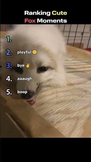 Ranking Cute Fox Moments