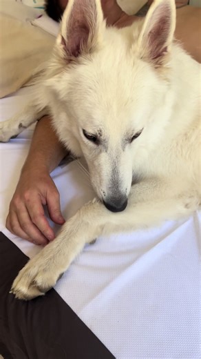 KitsuneCosplay13 & Shiro sur TikTok