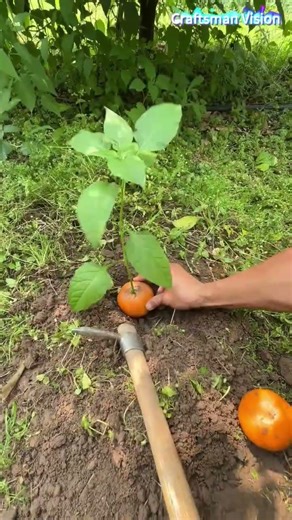 Planting technique of wrapping vegetable roots with orange pulp