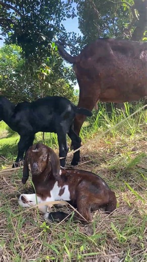 Plants & Animals connectivity #nature #plants #animals