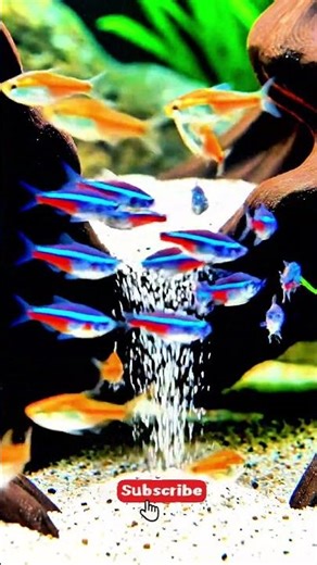 Tiny Fish Tank Setup That Doesn’t Require Maintenance #setup #fishh