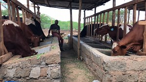 Dairy unit construction shouldn't be too expensive but simple and safe. The feeding troughs are divided so that it's easier to give each animal it's required TMR. The dietary needs vary greatly at different stages of the dairy cow's growth - heifer, incalf or lactating. #KilimoTTC #agricultureandfarming #dairyfarming #animalfeeding #animalhouse #agriculture #sustainablefarming