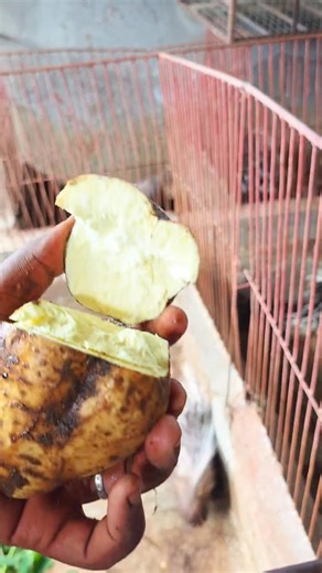 1.5K views · 3 comments | He Owns The Biggest Porcupine Farm In Cameroon and Africa Part 14 | Njieforti Princewill Gana | Facebook