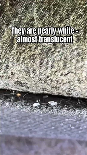 Bed Bug Eggs Under a Headboard — Easy to Miss, Easy to Misidentify