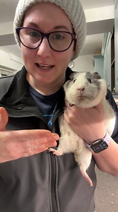 What Can I feed my guinea pig? - Blueberries! or... you can just hold them in your mouth. Whatever makes you happy hahaha. (This is a rerun!) | Masons' Cavies
