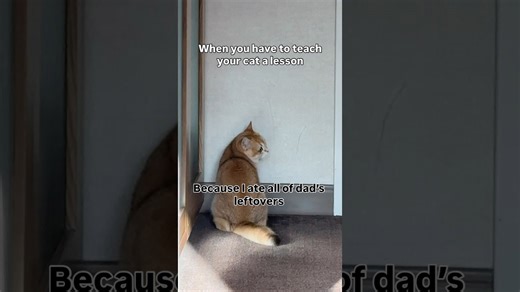 Angry man puts greedy cat in timeout after lunch theft