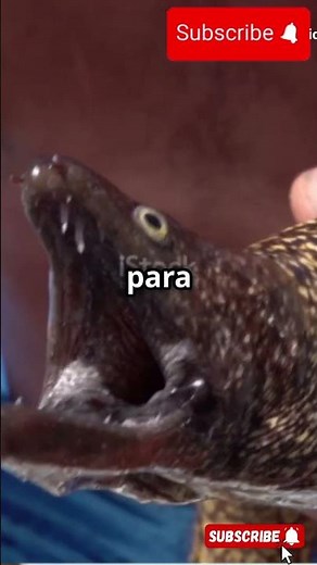 Como elegir tu caña de pesca #pesca