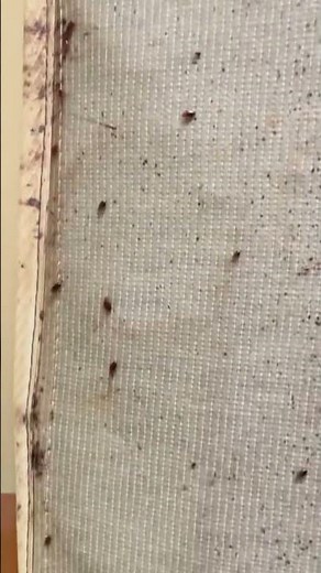 Patriot Pest Control -- Your local pest experts in helping to eliminate Bed Bugs!