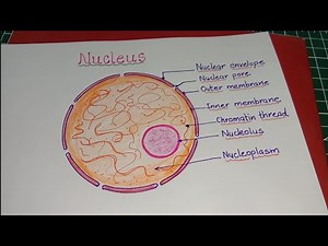 Labelled diagram of Nucleus / How to draw Nucleus / Structure of nucleus drawing step by step