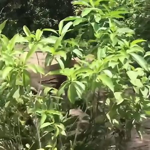 2.1M views · 25K reactions | The Komodo Dragon eating still alive baby goats | KUN KHMER HD | Facebook