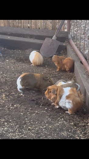 Guinea pig voice overs | Cluck & Cuddle Co. | Facebook