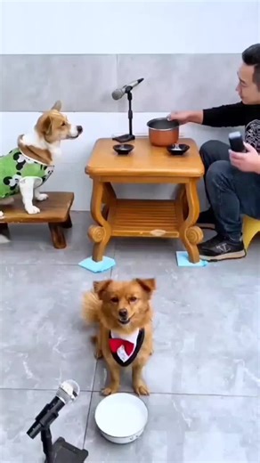 Singing Dog Compilation: Adorable Canine Performances