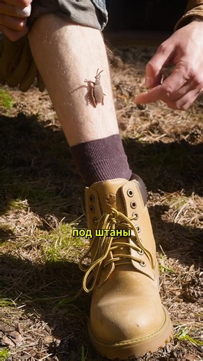 3 Лучших Метода защиты от клещей! #лайфхак #выживание #кириллмультитул | Survival Hacks