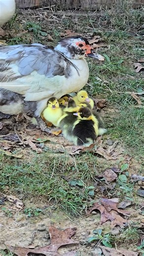 1.2M views · 49K reactions | I have a problem drake in my flock #narrowayhomestead #offgridlife #muscovyducks #drake #freezercamp #harvest #duckdinner | Nate Petroski | Facebook