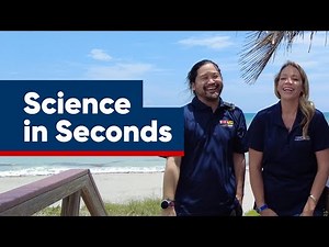 Leatherback Sea Turtle Research | Science in Seconds
