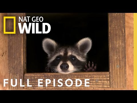 Raccoons Gone Wild (Full Episode) | Bandit Patrol