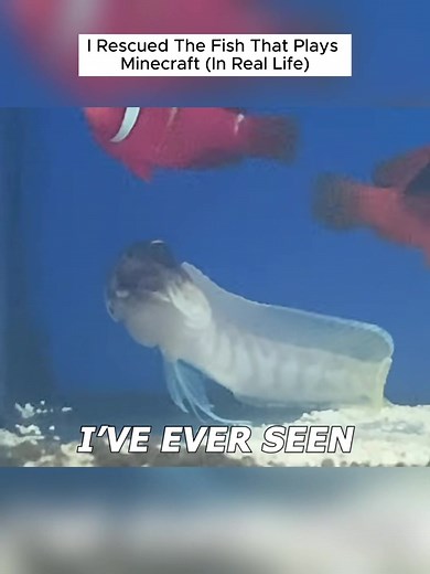 Rescuing a Jawfish: Creating a Safe Habitat