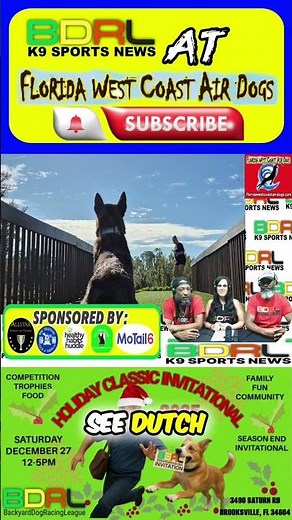 Dock Diving Fun: Sport For Pet Dogs, Get Fit With Your Pet #shorts