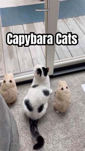 Nai Nai’s Capybara Cuddles! 🥰 Cute Cats & Wholesome Moments | Cat Trends S2 E26 | SisterCatsTV