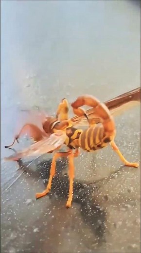 Mysterious😱Creature as wasp🐝& scorpion🦂sting #wasp #scorpion #shorts #mystery #shortsfeed #trending
