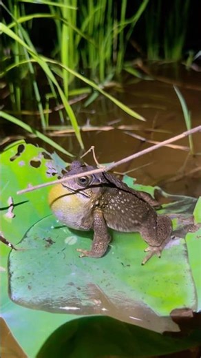 Toads singing 😛😝😝😗😋😜