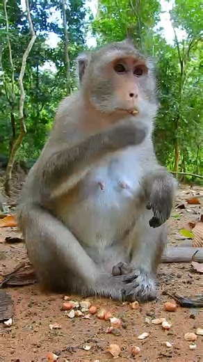 8.9K views · 126 reactions | 殺Mom Anna殺. | Stop Abuse to Baby Monkeys | Facebook