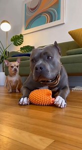 Pitbull Loves To Play With His Toy 🤣🥹🐾 #DogComedy #chihuahua #fypシ #funnydogs #fbviralpost2025シ #pitbull #reelsviralシ #reelsvideoシ #viral #chihuahua | Serpent Gaming