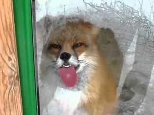 "Firefox has encountered a problem with﻿ your version of windows"