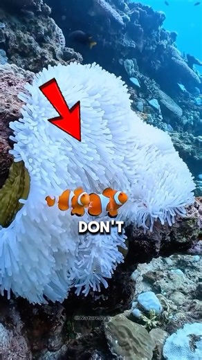 Do Fish Sleep? The Surprising Truth Underwater🐠🌊 #shorts #fish