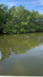 Jack was on the fish for a good 4hrs. Book now | Pocket Change Inshore Fishing Charters | Facebook