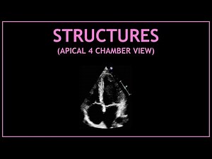 Cardiac STRUCTURES! (Apical 4 chamber view - Echocardiography)