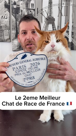 Lucky Charm: Le 2ème Meilleur Maine Coon de France