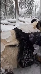 After the snowstorm and avalanches😰, I found her lying still—shielding her baby near the site. I didn’t know why she wouldn’t move… until the ice finally released. ❄️🤍 #WakeUpFluffy #panda #pandacub #wildlife #winter #ice #snow #pov #rescue #animalrescue #kindness #secondchance | Wake Up Fluffy