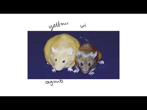 The yellow mouse: a dominant lethal mutation (1 of 3)