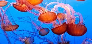 Ripley's Aquarium of the Smokies