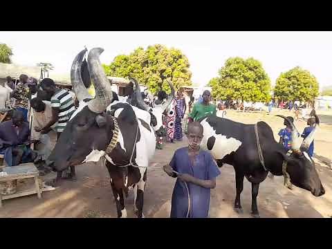 Dinka Cattle Herders: The Heart of South Sudan's Culture